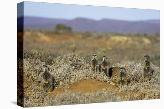 Meerkats, Oudtshoorn, Western Cape, South Africa, Africa-Ian Trower-Stretched Canvas