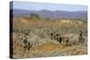 Meerkats, Oudtshoorn, Western Cape, South Africa, Africa-Ian Trower-Stretched Canvas