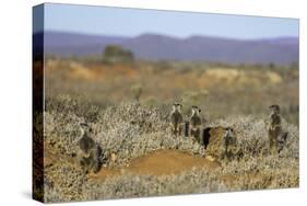 Meerkats, Oudtshoorn, Western Cape, South Africa, Africa-Ian Trower-Stretched Canvas