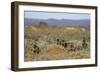 Meerkats, Oudtshoorn, Western Cape, South Africa, Africa-Ian Trower-Framed Photographic Print