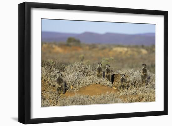 Meerkats, Oudtshoorn, Western Cape, South Africa, Africa-Ian Trower-Framed Photographic Print