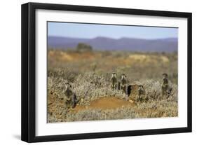 Meerkats, Oudtshoorn, Western Cape, South Africa, Africa-Ian Trower-Framed Photographic Print