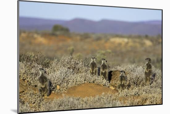 Meerkats, Oudtshoorn, Western Cape, South Africa, Africa-Ian Trower-Mounted Photographic Print