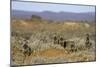 Meerkats, Oudtshoorn, Western Cape, South Africa, Africa-Ian Trower-Mounted Photographic Print