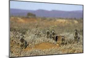 Meerkats, Oudtshoorn, Western Cape, South Africa, Africa-Ian Trower-Mounted Photographic Print