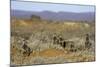 Meerkats, Oudtshoorn, Western Cape, South Africa, Africa-Ian Trower-Mounted Photographic Print