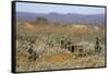 Meerkats, Oudtshoorn, Western Cape, South Africa, Africa-Ian Trower-Framed Stretched Canvas