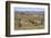 Meerkats, Oudtshoorn, Western Cape, South Africa, Africa-Ian Trower-Framed Photographic Print