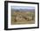 Meerkats, Oudtshoorn, Western Cape, South Africa, Africa-Ian Trower-Framed Photographic Print