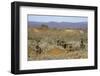 Meerkats, Oudtshoorn, Western Cape, South Africa, Africa-Ian Trower-Framed Photographic Print