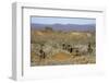 Meerkats, Oudtshoorn, Western Cape, South Africa, Africa-Ian Trower-Framed Photographic Print