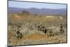 Meerkats, Oudtshoorn, Western Cape, South Africa, Africa-Ian Trower-Mounted Photographic Print