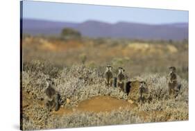 Meerkats, Oudtshoorn, Western Cape, South Africa, Africa-Ian Trower-Stretched Canvas