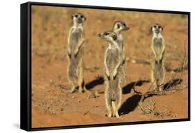 Meerkats (Suricata Suricatta) Standing Alert, Kgalagadi Transfrontier Park, Northern Cape-Ann & Steve Toon-Framed Stretched Canvas