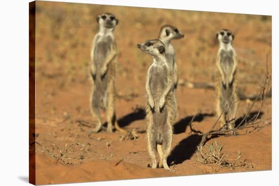 Meerkats (Suricata Suricatta) Standing Alert, Kgalagadi Transfrontier Park, Northern Cape-Ann & Steve Toon-Stretched Canvas