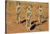 Meerkats (Suricata Suricatta) Standing Alert, Kgalagadi Transfrontier Park, Northern Cape-Ann & Steve Toon-Stretched Canvas