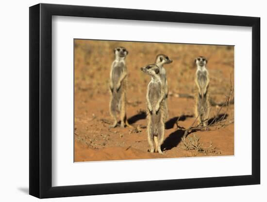 Meerkats (Suricata Suricatta) Standing Alert, Kgalagadi Transfrontier Park, Northern Cape-Ann & Steve Toon-Framed Premium Photographic Print