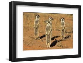 Meerkats (Suricata Suricatta) Standing Alert, Kgalagadi Transfrontier Park, Northern Cape-Ann & Steve Toon-Framed Premium Photographic Print