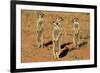 Meerkats (Suricata Suricatta) Standing Alert, Kgalagadi Transfrontier Park, Northern Cape-Ann & Steve Toon-Framed Photographic Print