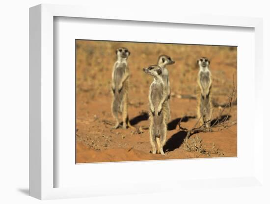 Meerkats (Suricata Suricatta) Standing Alert, Kgalagadi Transfrontier Park, Northern Cape-Ann & Steve Toon-Framed Photographic Print