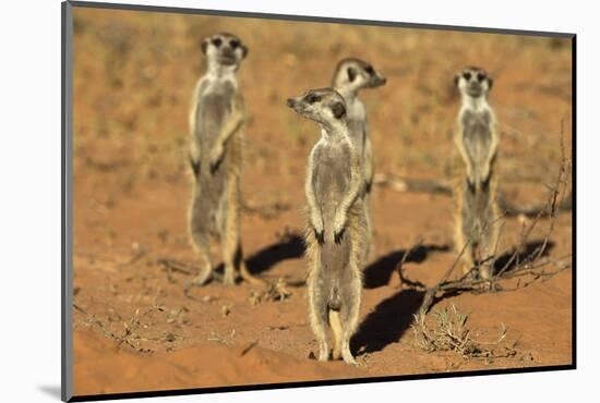 Meerkats (Suricata Suricatta) Standing Alert, Kgalagadi Transfrontier Park, Northern Cape-Ann & Steve Toon-Mounted Photographic Print