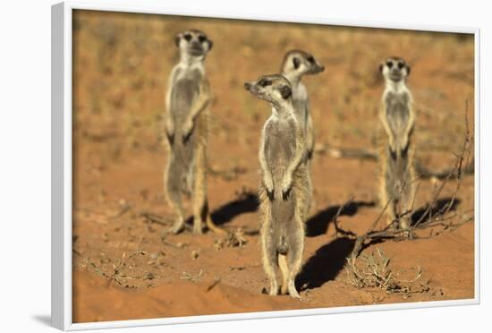 Meerkats (Suricata Suricatta) Standing Alert, Kgalagadi Transfrontier Park, Northern Cape-Ann & Steve Toon-Framed Photographic Print