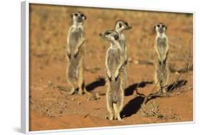 Meerkats (Suricata Suricatta) Standing Alert, Kgalagadi Transfrontier Park, Northern Cape-Ann & Steve Toon-Framed Photographic Print