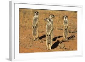 Meerkats (Suricata Suricatta) Standing Alert, Kgalagadi Transfrontier Park, Northern Cape-Ann & Steve Toon-Framed Photographic Print