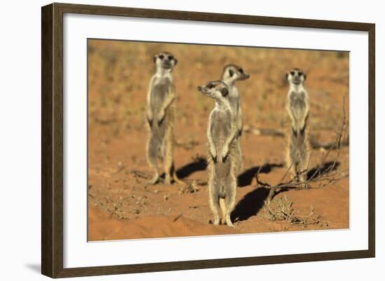 Meerkats (Suricata Suricatta) Standing Alert, Kgalagadi Transfrontier Park, Northern Cape-Ann & Steve Toon-Framed Photographic Print