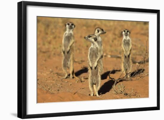 Meerkats (Suricata Suricatta) Standing Alert, Kgalagadi Transfrontier Park, Northern Cape-Ann & Steve Toon-Framed Photographic Print