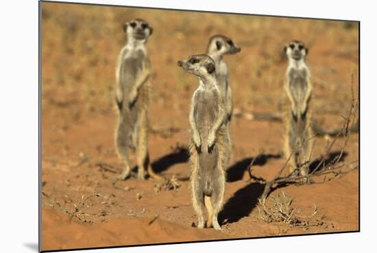 Meerkats (Suricata Suricatta) Standing Alert, Kgalagadi Transfrontier Park, Northern Cape-Ann & Steve Toon-Mounted Photographic Print