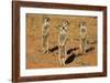 Meerkats (Suricata Suricatta) Standing Alert, Kgalagadi Transfrontier Park, Northern Cape-Ann & Steve Toon-Framed Photographic Print