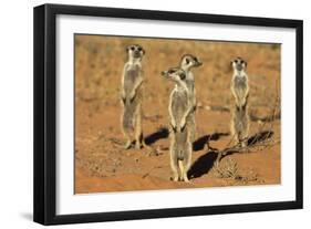 Meerkats (Suricata Suricatta) Standing Alert, Kgalagadi Transfrontier Park, Northern Cape-Ann & Steve Toon-Framed Photographic Print