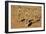 Meerkats (Suricata Suricatta) Standing Alert, Kgalagadi Transfrontier Park, Northern Cape-Ann & Steve Toon-Framed Photographic Print