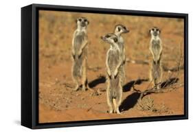 Meerkats (Suricata Suricatta) Standing Alert, Kgalagadi Transfrontier Park, Northern Cape-Ann & Steve Toon-Framed Stretched Canvas