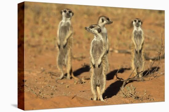 Meerkats (Suricata Suricatta) Standing Alert, Kgalagadi Transfrontier Park, Northern Cape-Ann & Steve Toon-Stretched Canvas