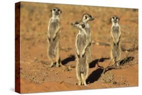 Meerkats (Suricata Suricatta) Standing Alert, Kgalagadi Transfrontier Park, Northern Cape-Ann & Steve Toon-Stretched Canvas