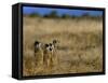 Meerkats (Suricates) (Suricata Suricatta), Addo National Park, South Africa, Africa-Steve & Ann Toon-Framed Stretched Canvas