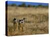 Meerkats (Suricates) (Suricata Suricatta), Addo National Park, South Africa, Africa-Steve & Ann Toon-Stretched Canvas