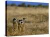 Meerkats (Suricates) (Suricata Suricatta), Addo National Park, South Africa, Africa-Steve & Ann Toon-Stretched Canvas