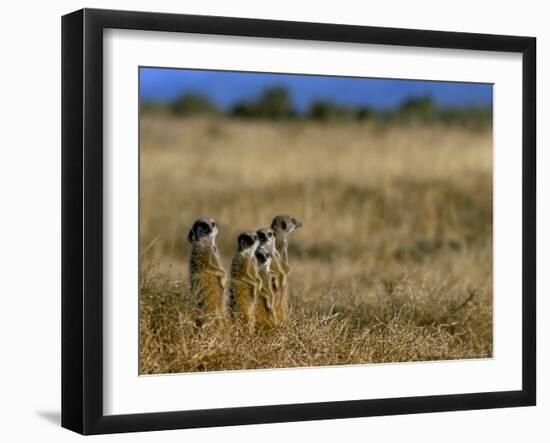 Meerkats (Suricates) (Suricata Suricatta), Addo National Park, South Africa, Africa-Steve & Ann Toon-Framed Photographic Print