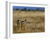 Meerkats (Suricates) (Suricata Suricatta), Addo National Park, South Africa, Africa-Steve & Ann Toon-Framed Photographic Print