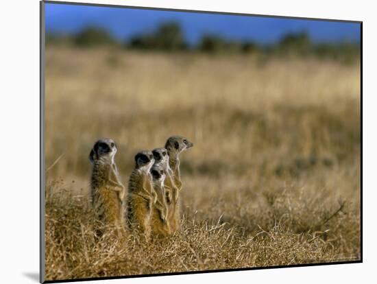 Meerkats (Suricates) (Suricata Suricatta), Addo National Park, South Africa, Africa-Steve & Ann Toon-Mounted Photographic Print