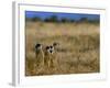 Meerkats (Suricates) (Suricata Suricatta), Addo National Park, South Africa, Africa-Steve & Ann Toon-Framed Photographic Print