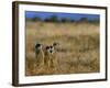 Meerkats (Suricates) (Suricata Suricatta), Addo National Park, South Africa, Africa-Steve & Ann Toon-Framed Photographic Print