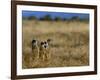 Meerkats (Suricates) (Suricata Suricatta), Addo National Park, South Africa, Africa-Steve & Ann Toon-Framed Photographic Print