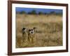 Meerkats (Suricates) (Suricata Suricatta), Addo National Park, South Africa, Africa-Steve & Ann Toon-Framed Photographic Print