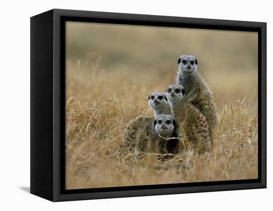 Meerkats (Suricates) (Suricata Suricatta), Greater Addo National Park, South Africa, Africa-Steve & Ann Toon-Framed Stretched Canvas