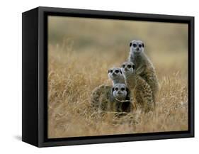 Meerkats (Suricates) (Suricata Suricatta), Greater Addo National Park, South Africa, Africa-Steve & Ann Toon-Framed Stretched Canvas