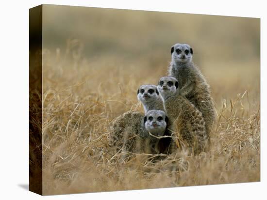 Meerkats (Suricates) (Suricata Suricatta), Greater Addo National Park, South Africa, Africa-Steve & Ann Toon-Stretched Canvas